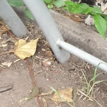 My adorable baby kitty hiding in the bushes.. Again 😻😻