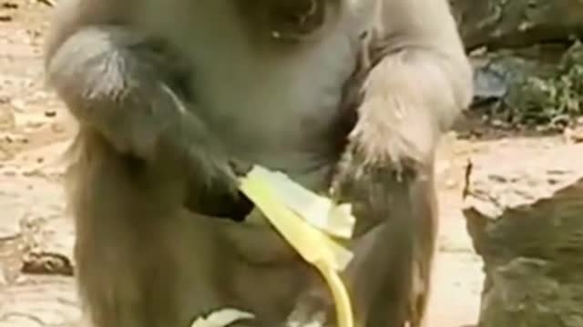 Funny monkey