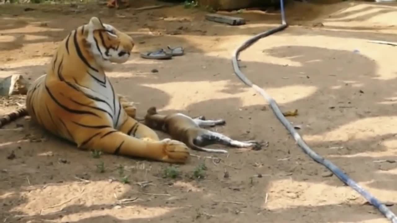 troll prank dog funny e lion and fake tiger prank to dog.