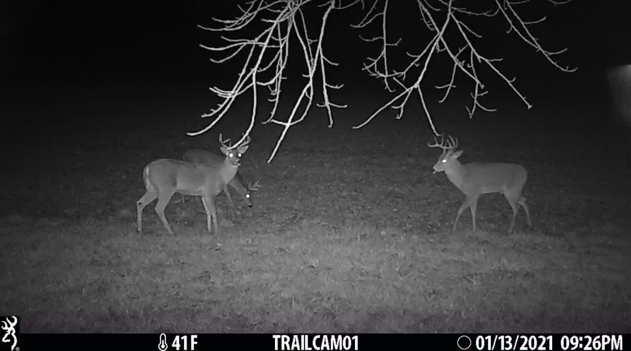 Tag teaming, two bucks against one