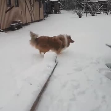 Happy Dog with Snow
