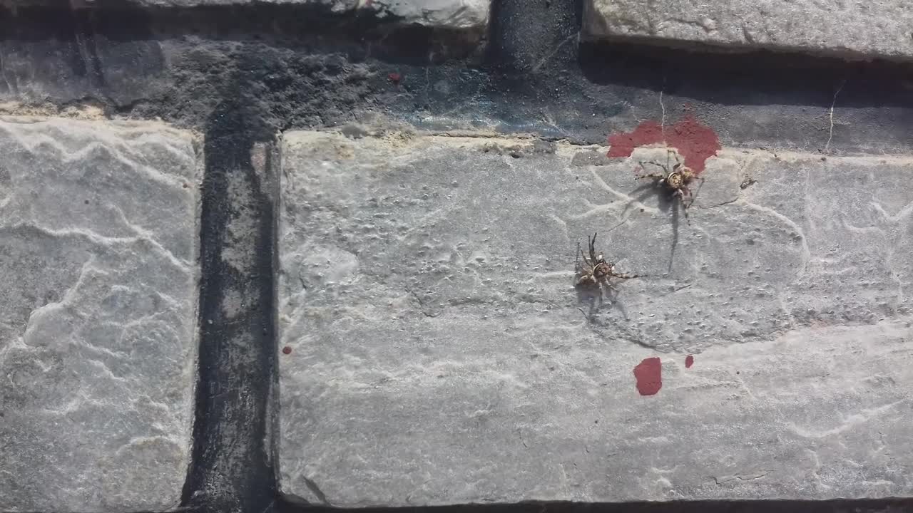 jumping spiders confront each other