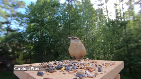 Carolina Wren Song