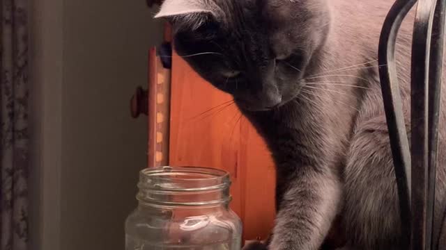 The cat wants the bowl to fall off the seat, but the man is watching him with fear