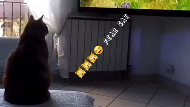 #short# funny cat.fear cat.adorably cat