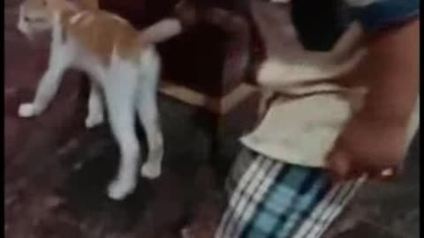 Indian Baby and Cat Funny Video