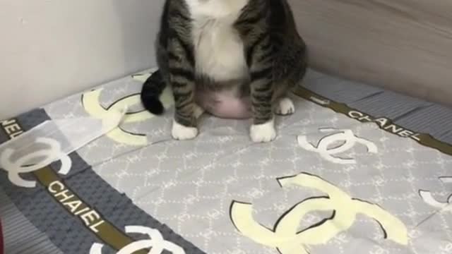 cute little cat is upset