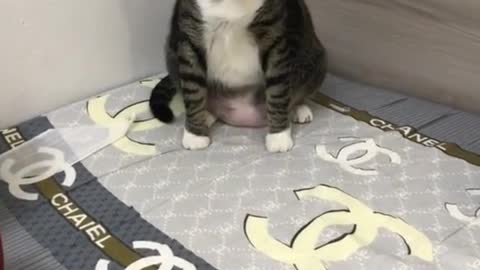 cute little cat is upset