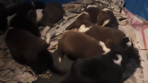 TERRA BYTES puppies Monday night, 2 weeks old, feeding time