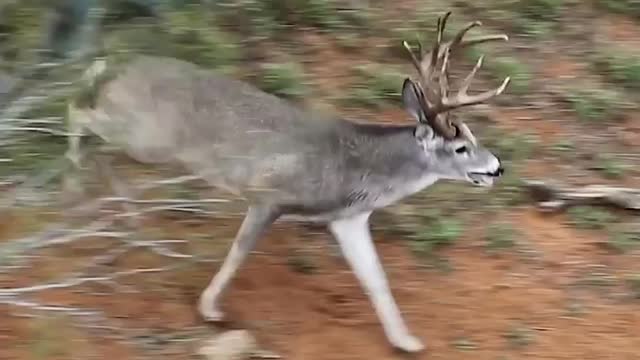 Wow!!! what a deer high jump