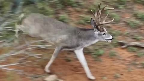 Wow!!! what a deer high jump