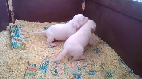 Adorables Dogos Argentinos