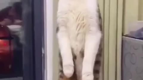 Horror cat video