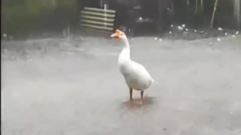 Swan love raindrop