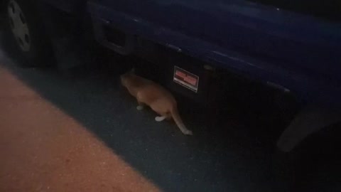 This is a video of a cat running away
