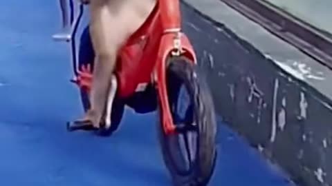 Funny monkey riding a bike