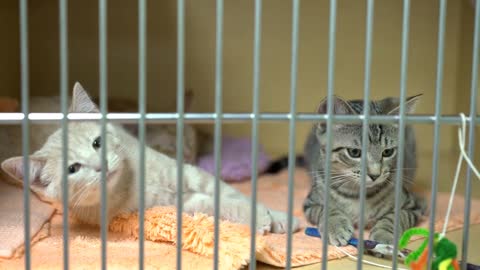 Two kittens behind bars in kennel