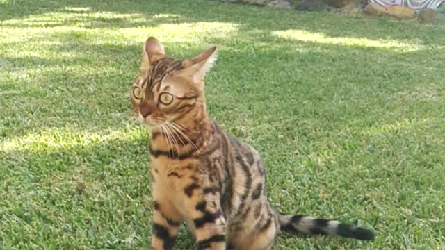 Wonderful Bengal cat