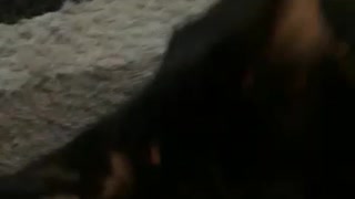 aggressive cat attacks the camera