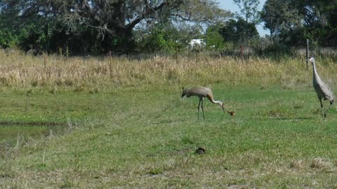 Sandhill baby