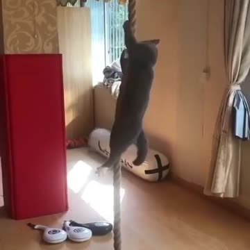 Flying cat is becoming new superhero