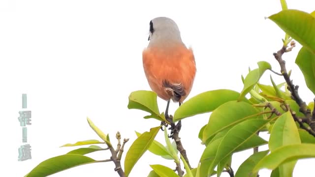 black-collared starling