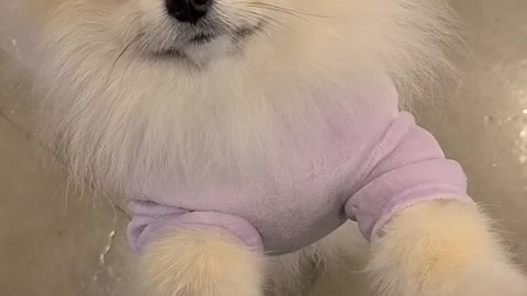 Cute Pomeranian
