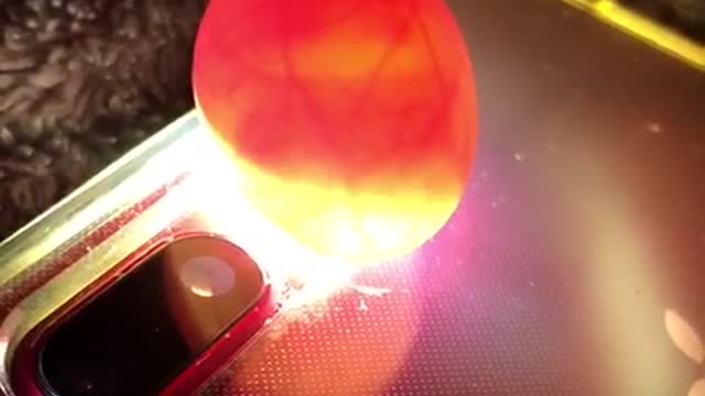 One Week Old Cockatiel Egg Undergoes Incubation