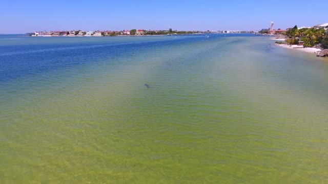 Delightful Dolphin in Tampa Bay.