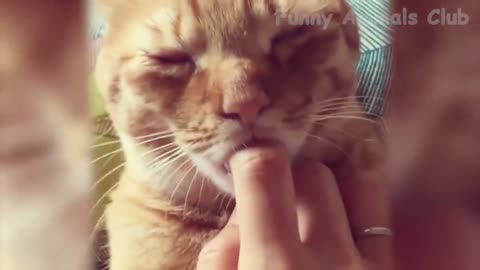 Best Funny Cat Videos That Will Make You Laugh All Day Long 😂😹