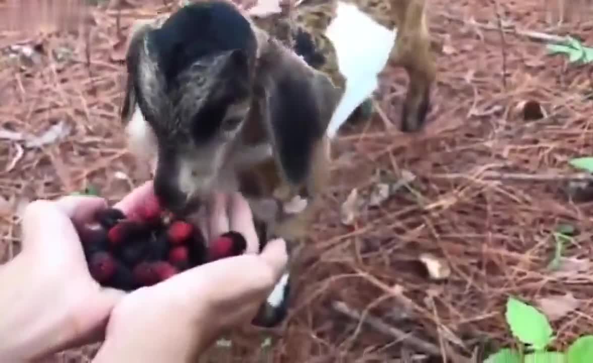 wild animals