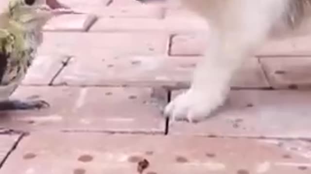 Funny Animal Videos - Awesome Funny Pet Animals | Cute Animals | Super Funny Dog Videos #short video