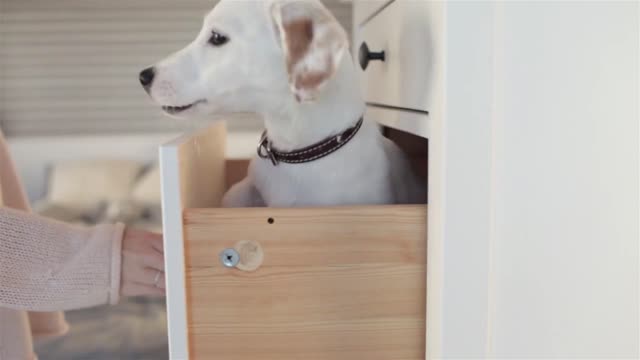 the girl opens the box where the puppy Jack Resell sits