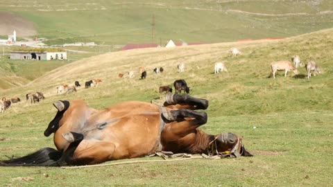 Funny Animal Horse under Saddle stands in Caucasus Mountains, Georgia