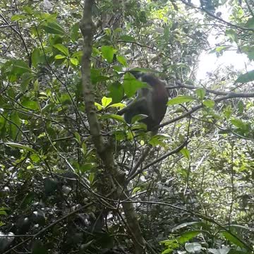 Red colobus monkeys