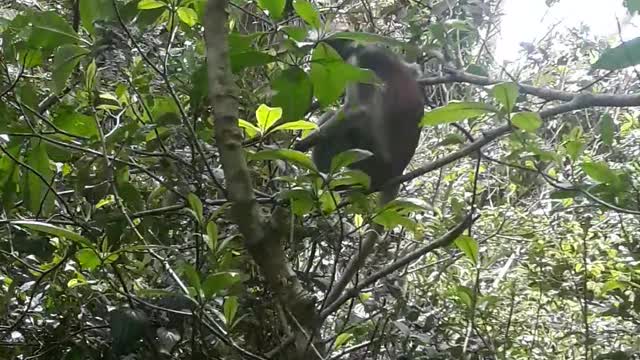 Red colobus monkeys