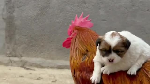 Cute Puppy with Hen