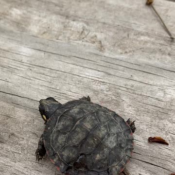 Luna brings me a present…