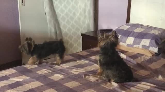 Two Little Dogs Couldn't Care Less About The What The Fluff Challenge