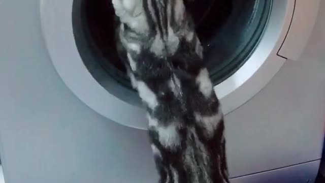 Open the washing machine and let me see