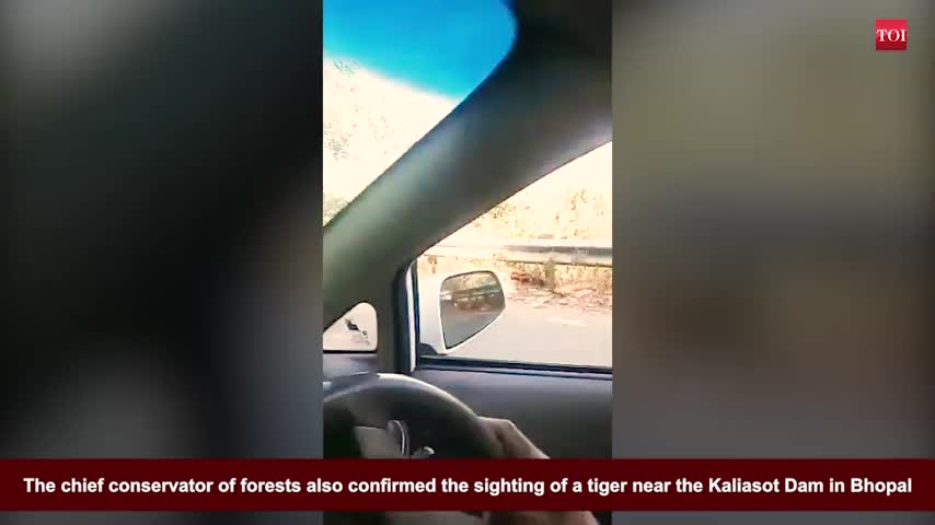 video of tiger 🐯 while crossing the road# exiting video