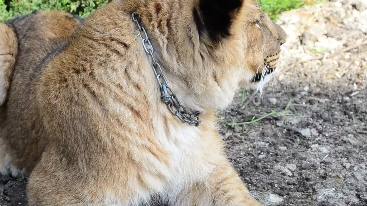 lioness laying in the shade