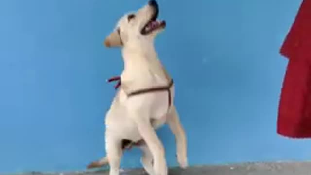 Top_10_dog_tricks_funny beautiful__l_dog__dog____dog_sound