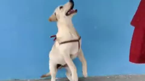 Top_10_dog_tricks_funny beautiful__l_dog__dog____dog_sound