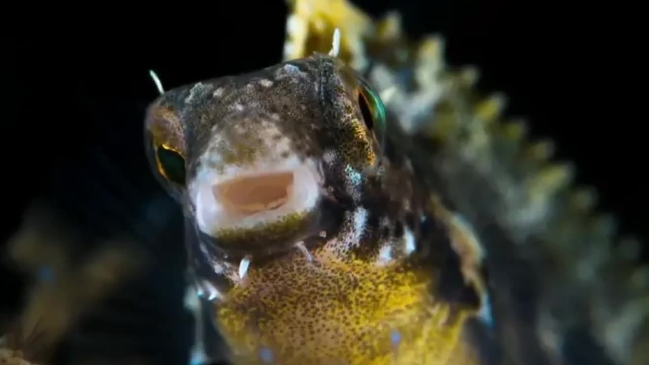 The Invisible Goby