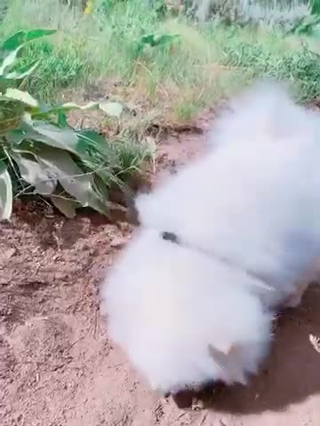 4Y7rWdcmsd3boBeEkrrB2d