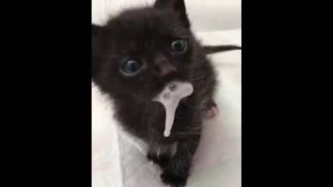 spitting milk cat