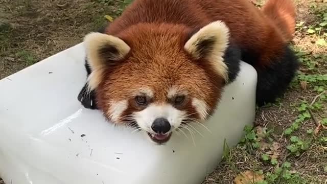 The red panda