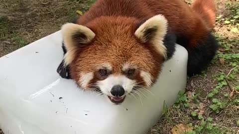 The red panda