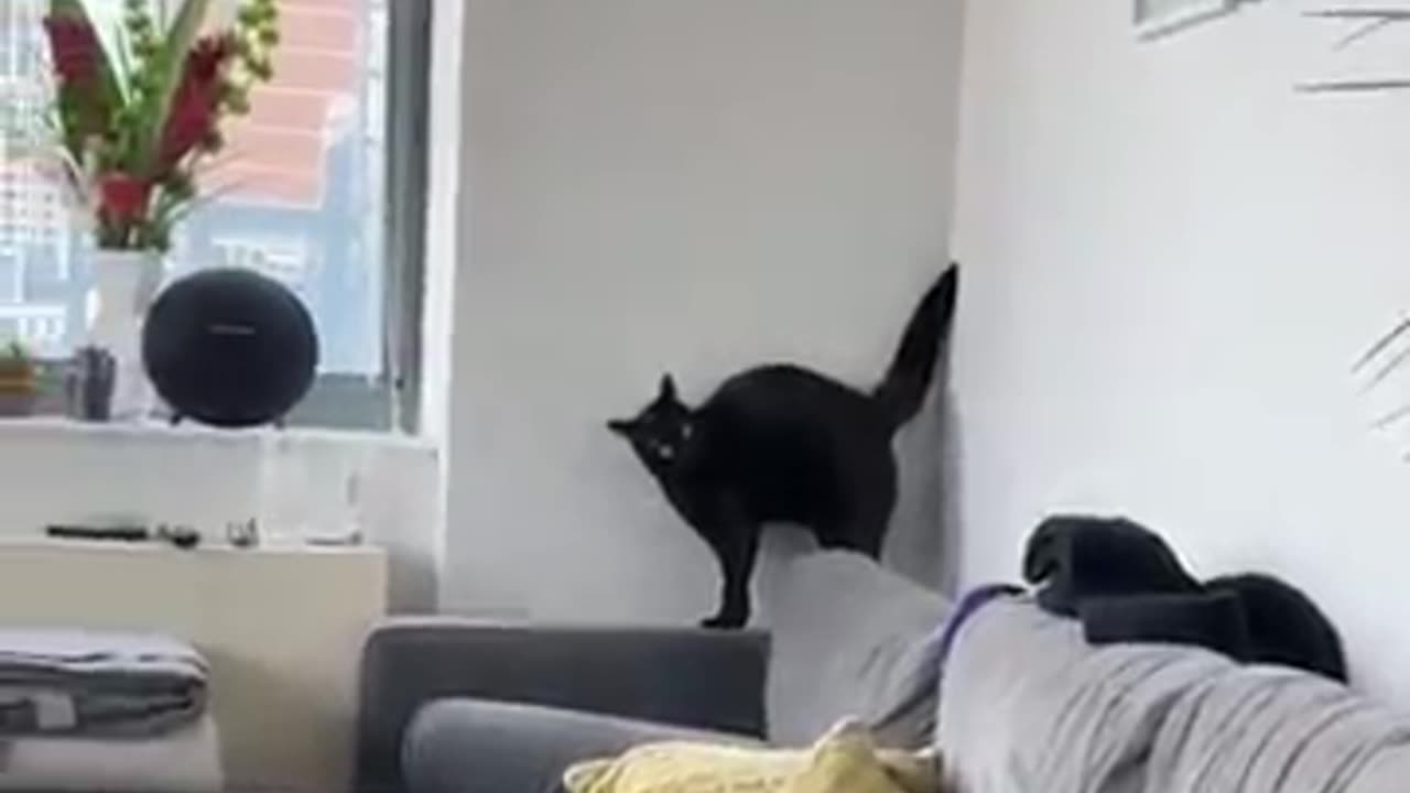 Funny cats